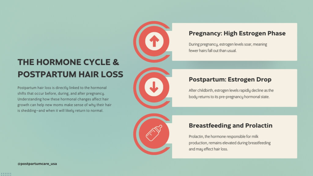 infographic showing postpartum hormone cycle as it relates to postpartum hair loss