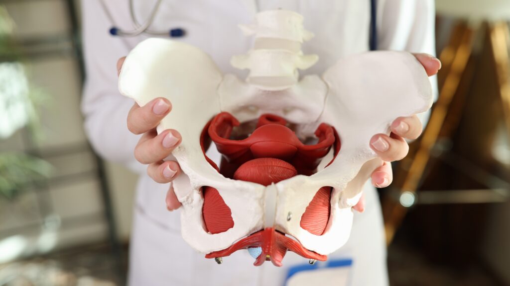 Anatomy of a pelvis, important for women experiencing pelvic pain after birth