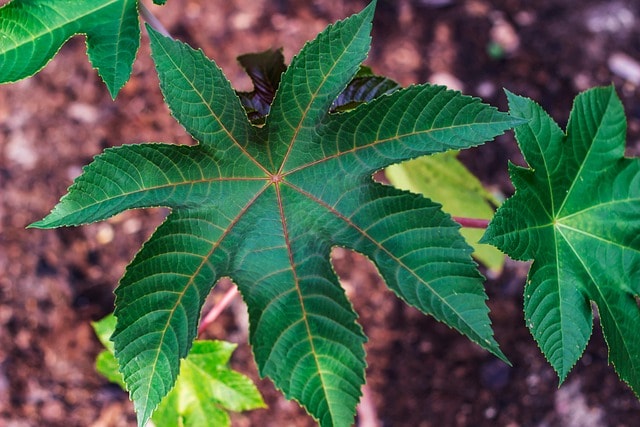 Image showing castor oil plant